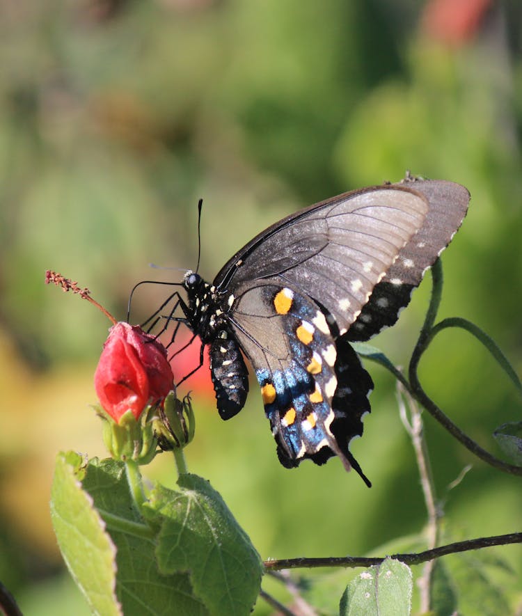 Pipevine Swallowtail Butterfly Perched On Red Flower