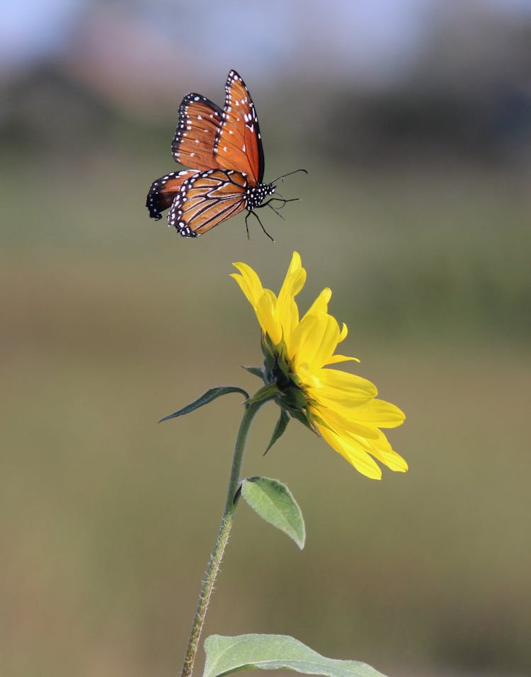 A Brown And Black Butterfly Flying Near Sunflower In Close Up Photography