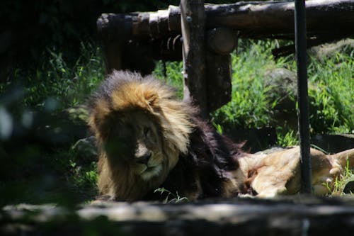 Free stock photo of lion, zoo