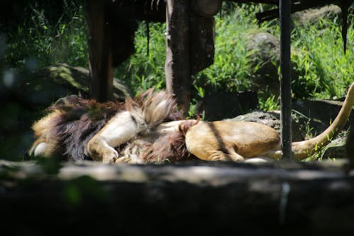 Free stock photo of lion, sleep, zoo