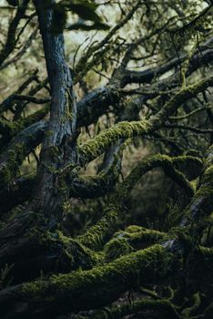 Explore the tangled, moss-covered branches in a lush Tenerife forest.. explore, tangled, moss