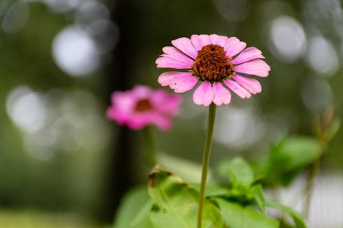 분홍색 Coneflower의 선택적 초점 사진