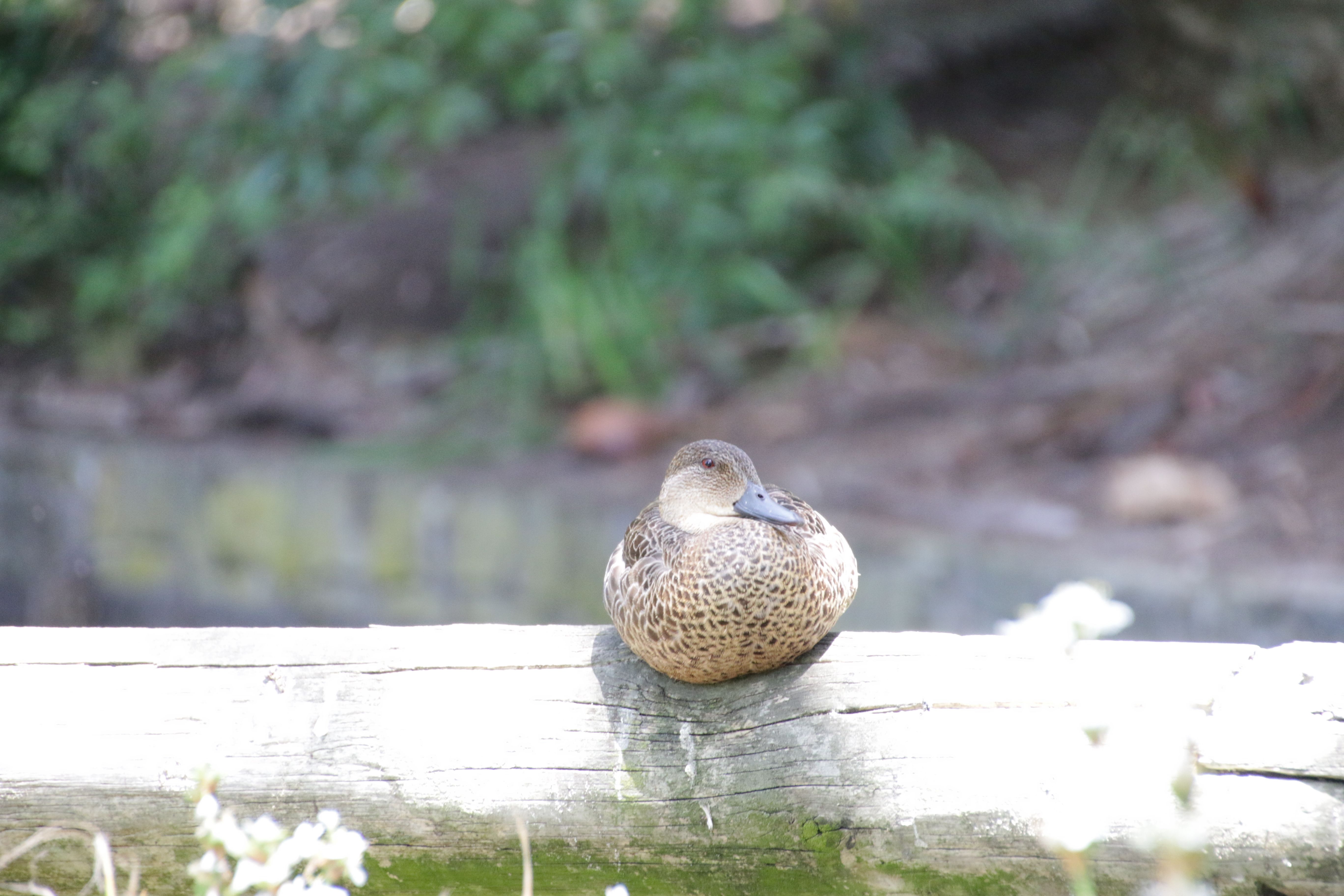 Free Stock Photo Of Watering Can