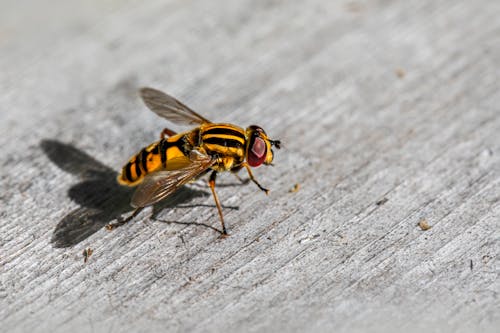 Yellow and Black Bee on Wooden Surface