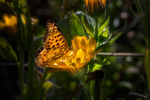 Бесплатное стоковое фото с бабочка, крупный план, максросъемка