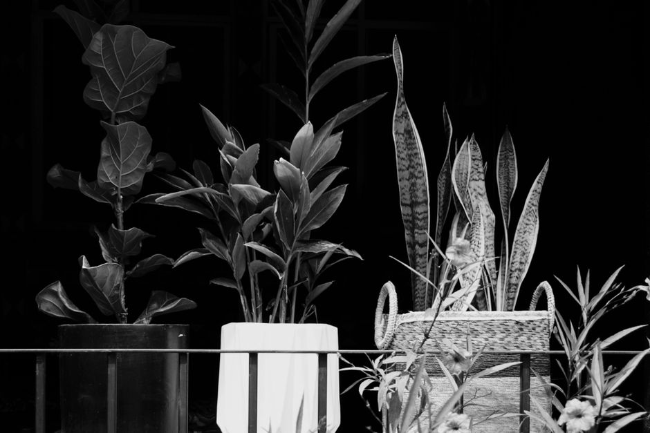 indoor plant design consultation near austin