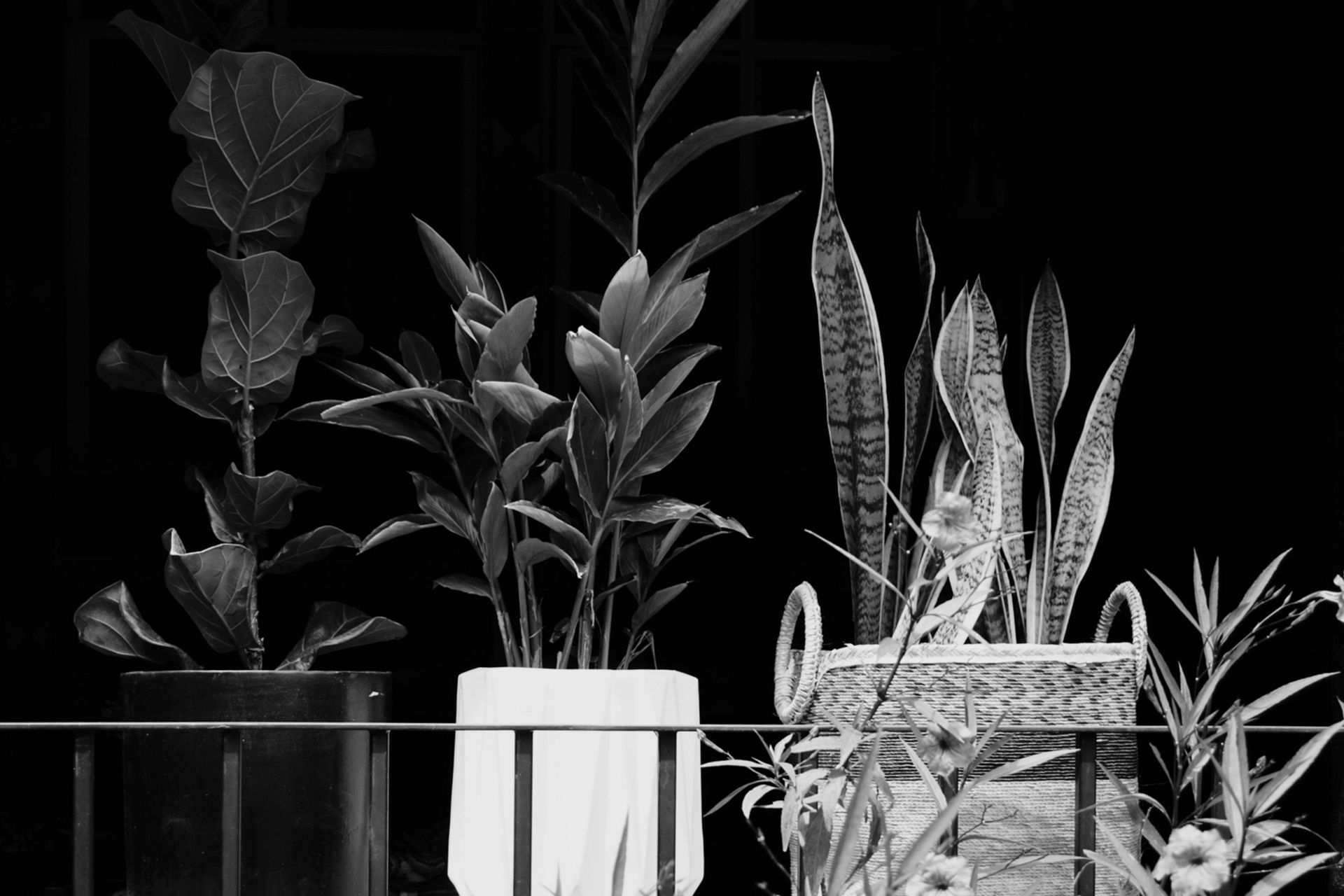Chic black and white photo of indoor houseplants in pots, perfect for modern home decor.