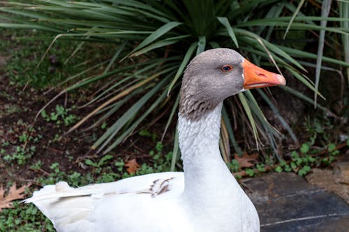 Close-Up Shot of a Goose
