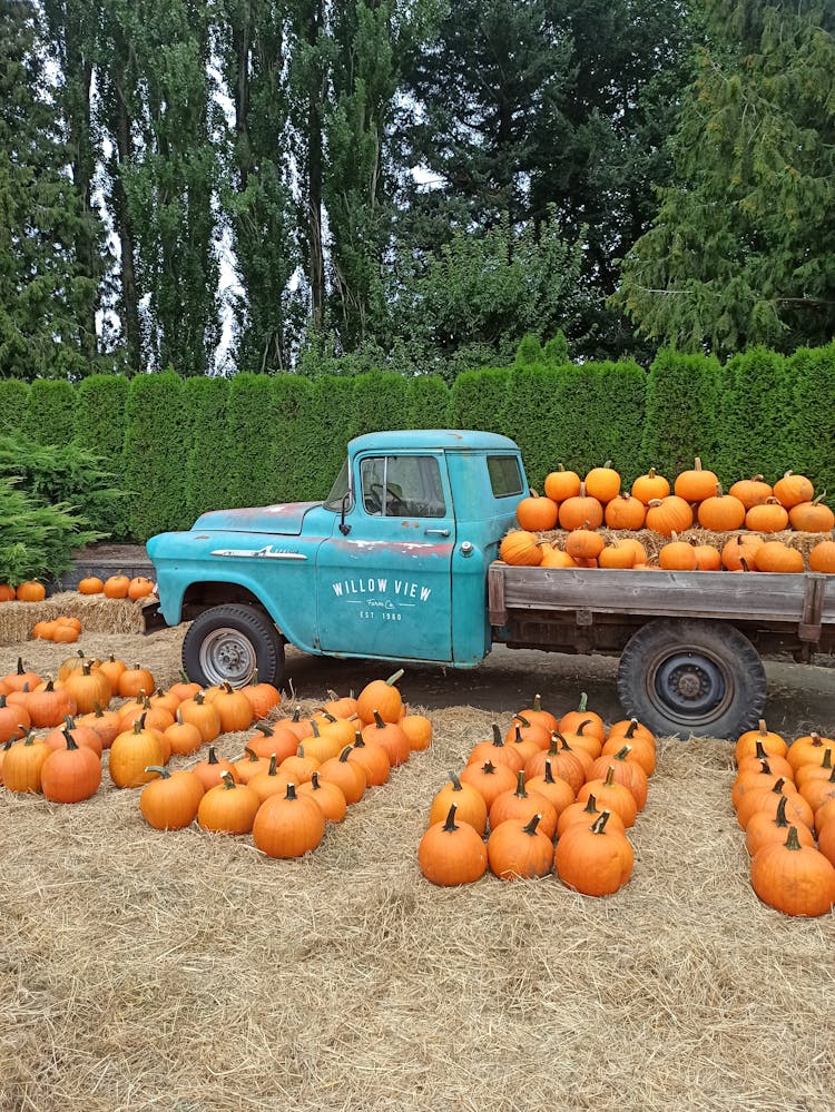 Blue Single Cab Pickup Truck With Orange Pumpkins