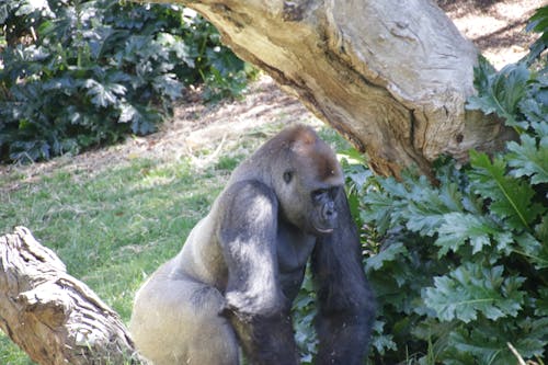 Free stock photo of gorilla, zoo