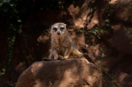 Free A Meerkat Sitting n Brown Rock Stock Photo