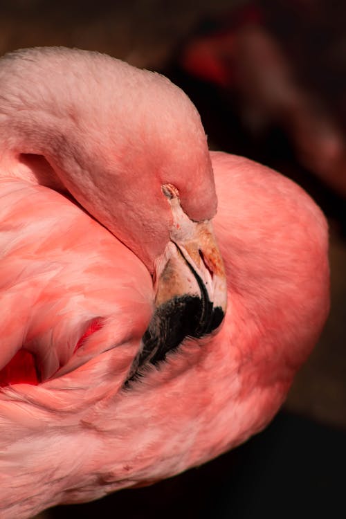Ilmainen kuvapankkikuva tunnisteilla eläin, flamingo, höyhen