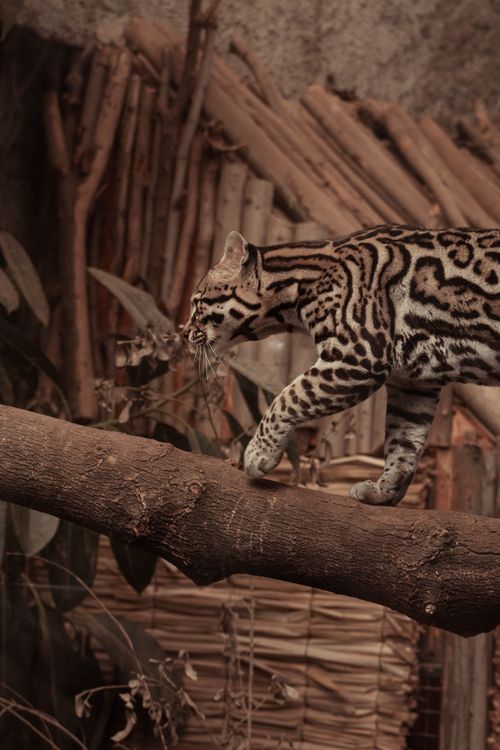 Free A stunning shot of an ocelot walking on a log displaying its beautiful spotted pattern. Stock Photo
