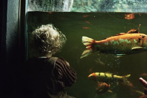 Fotobanka s bezplatnými fotkami na tému akvárium, blondína, dievča