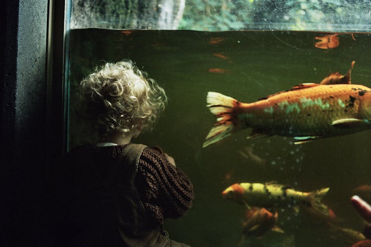 A Girl Looking At Koi Fish In An Aquarium