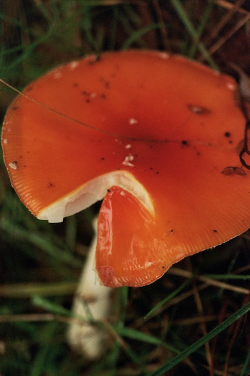 Kostenloses Stock Foto zu fungi, nahansicht, pilz