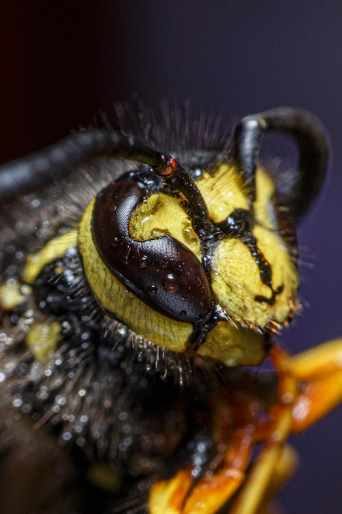 Extreme Close-up of a Bee 