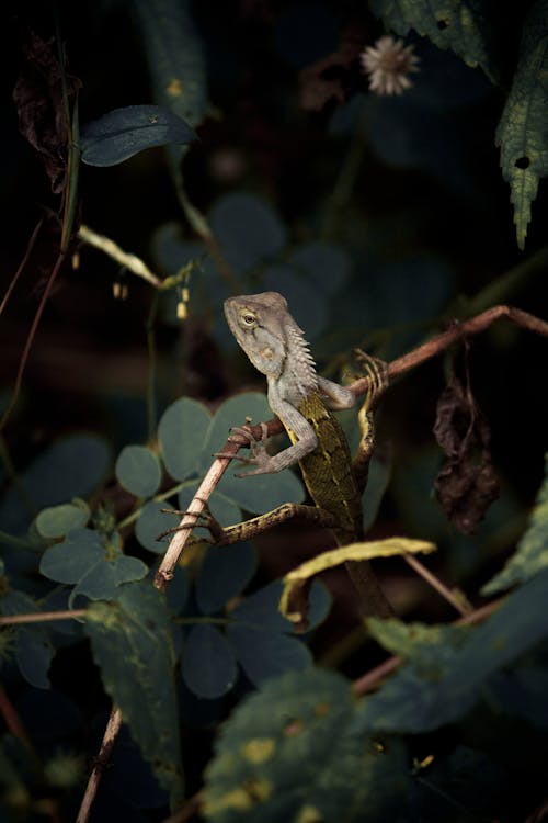 бесплатная Бесплатное стоковое фото с беспозвоночный, геккон, дерево Стоковое фото