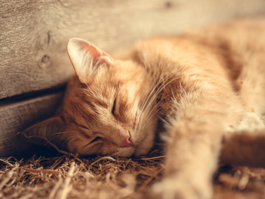 Does sleeping late make you fat?