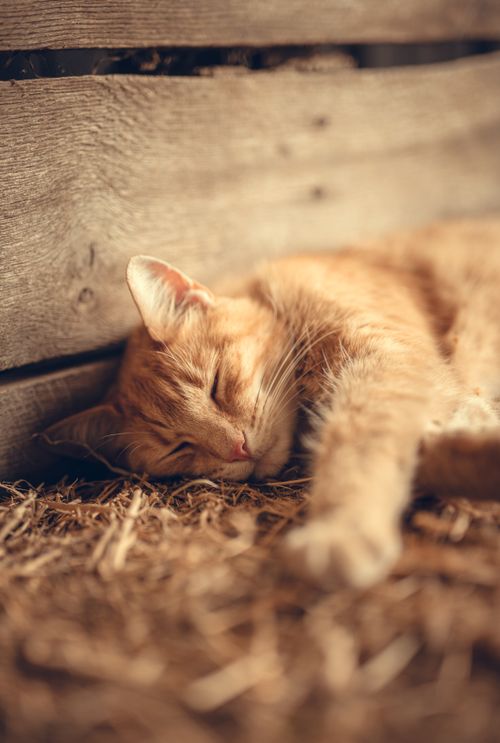 Free A serene ginger tabby cat sleeping against a wooden crate wall, embodying warmth and comfort. Stock Photo