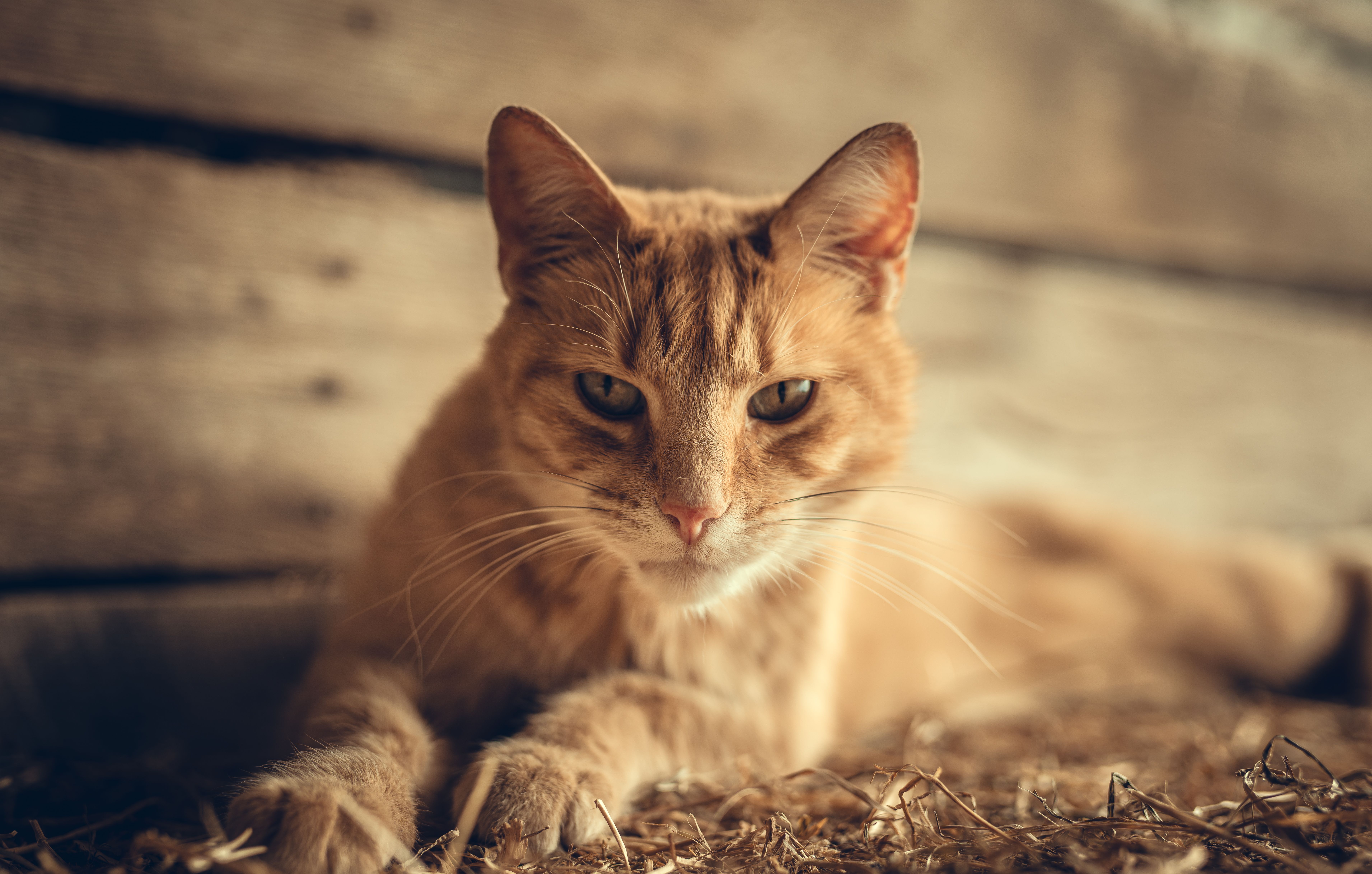 Close-up of a ginger tabby cat relaxing indoors with soft lighting creating a warm atmosphere.