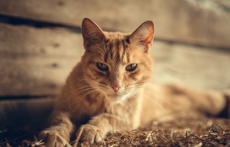 Żwirek ekologiczny w hurcie — na co zwrócić uwagę przy cenie? 2 Close-up of a ginger tabby cat relaxing indoors with soft lighting creating a warm atmosphere.