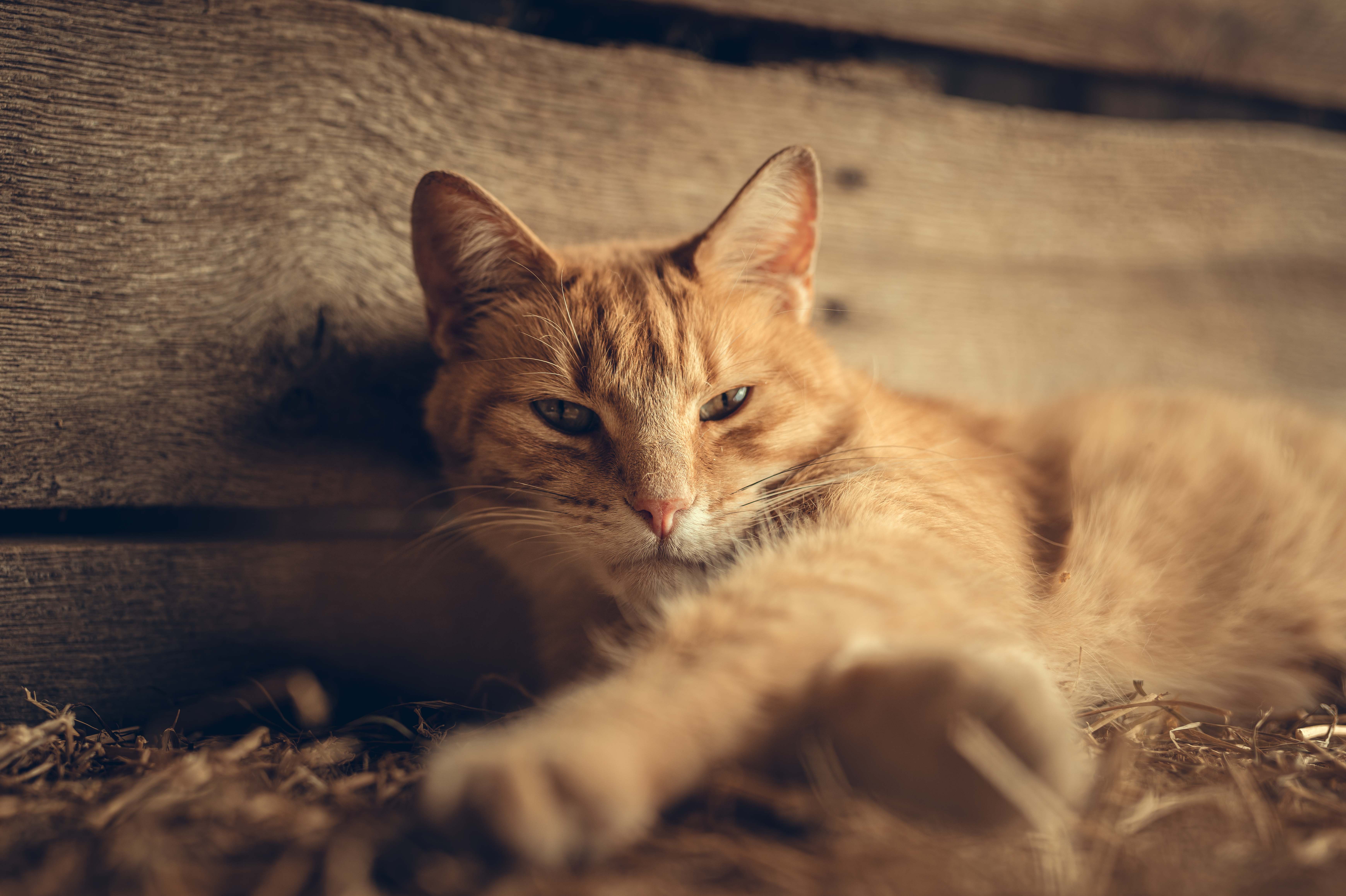 Close-up of a ginger tabby cat relaxing in a warm, rustic indoor setting.