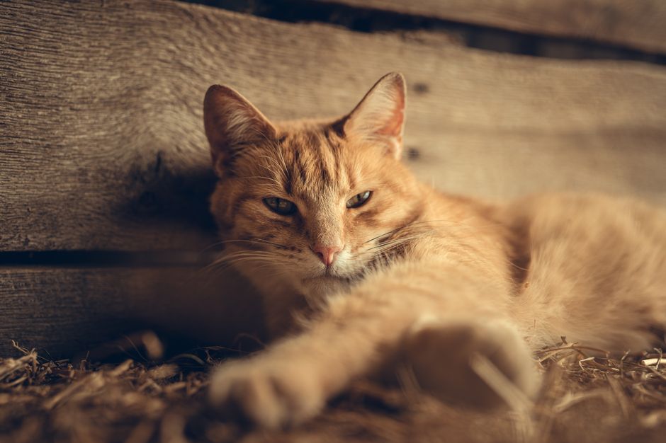 Close-up of a ginger tabby cat relaxing in a warm, rustic indoor setting.