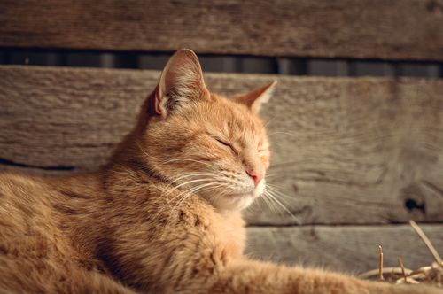Free Charming ginger tabby cat basking in sunlight against a rustic wooden backdrop. Stock Photo
