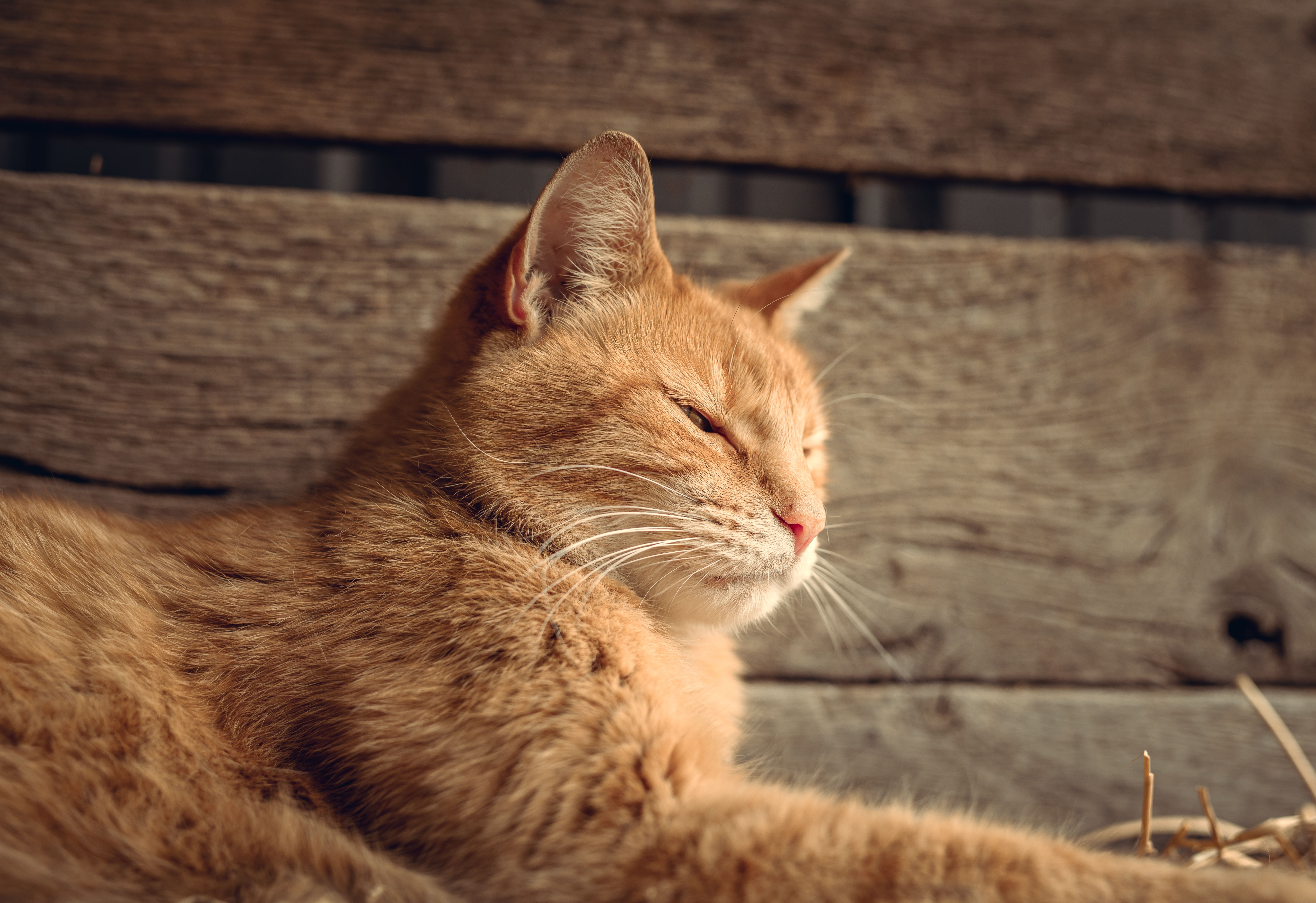 A Tabby Cat on the Floor · Free Stock Photo