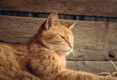 Free Close-up of an orange tabby cat relaxing in a rustic setting, showcasing its serene nature. Stock Photo