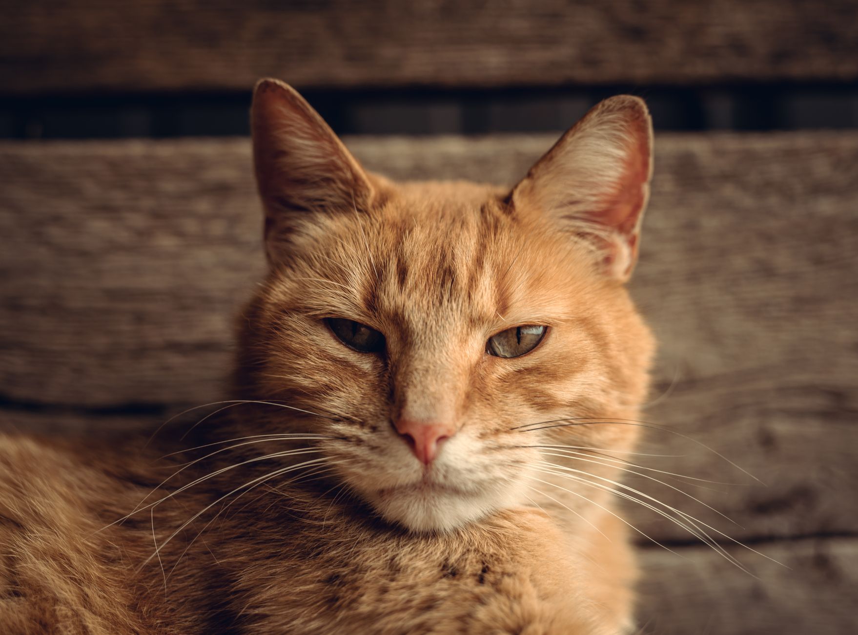 Senior orange tabby cat