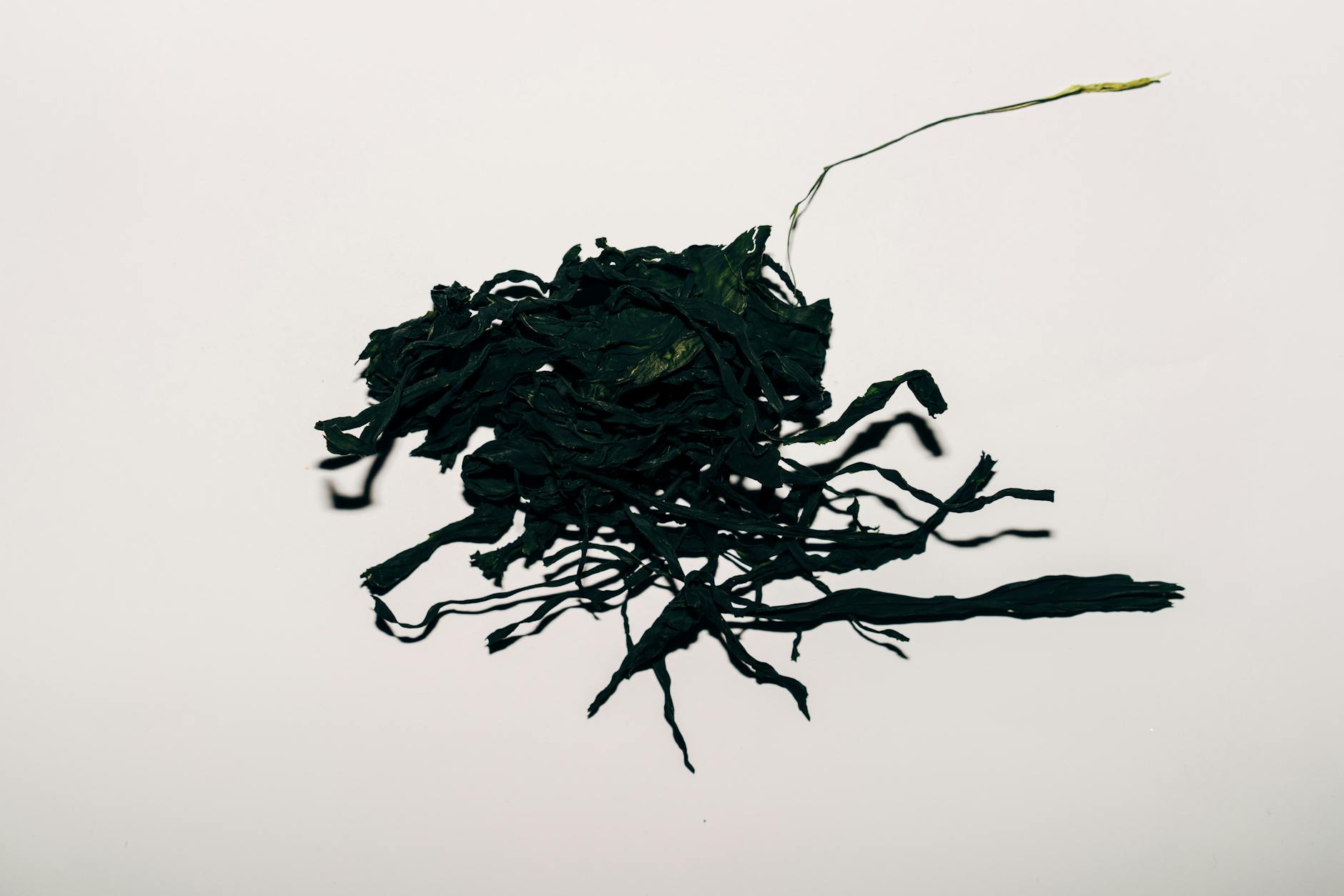 A high-angle shot of dried seaweed, showcasing its texture against a flat white background.