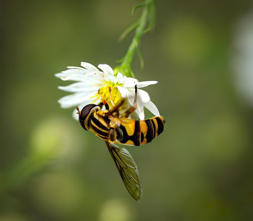 Free A captivating close-up of a hoverfly on a white flower in De Pere, Wisconsin. Stock Photo