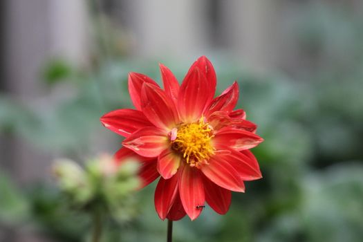 Close-up of a red dahlia flower in full bloom, captured in a Toronto garden.