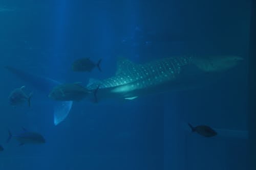 Free stock photo of aquarium, whale shark
