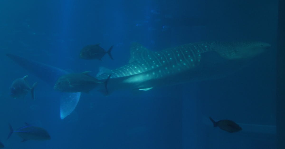 Free stock photo of aquarium, whale shark