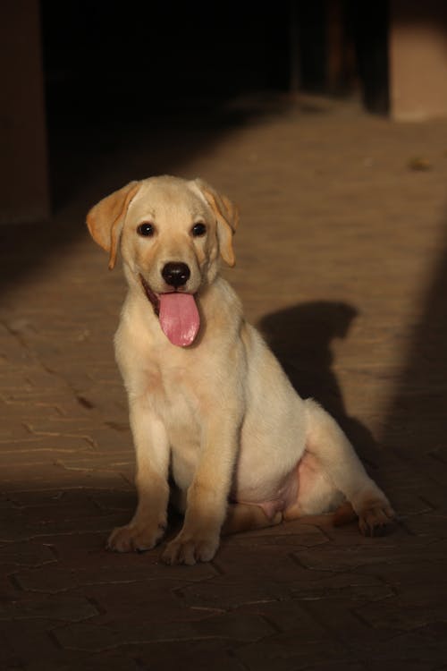 Darmowe zdjęcie z galerii z bruk, fotografia zwierzęcia, golden retriever