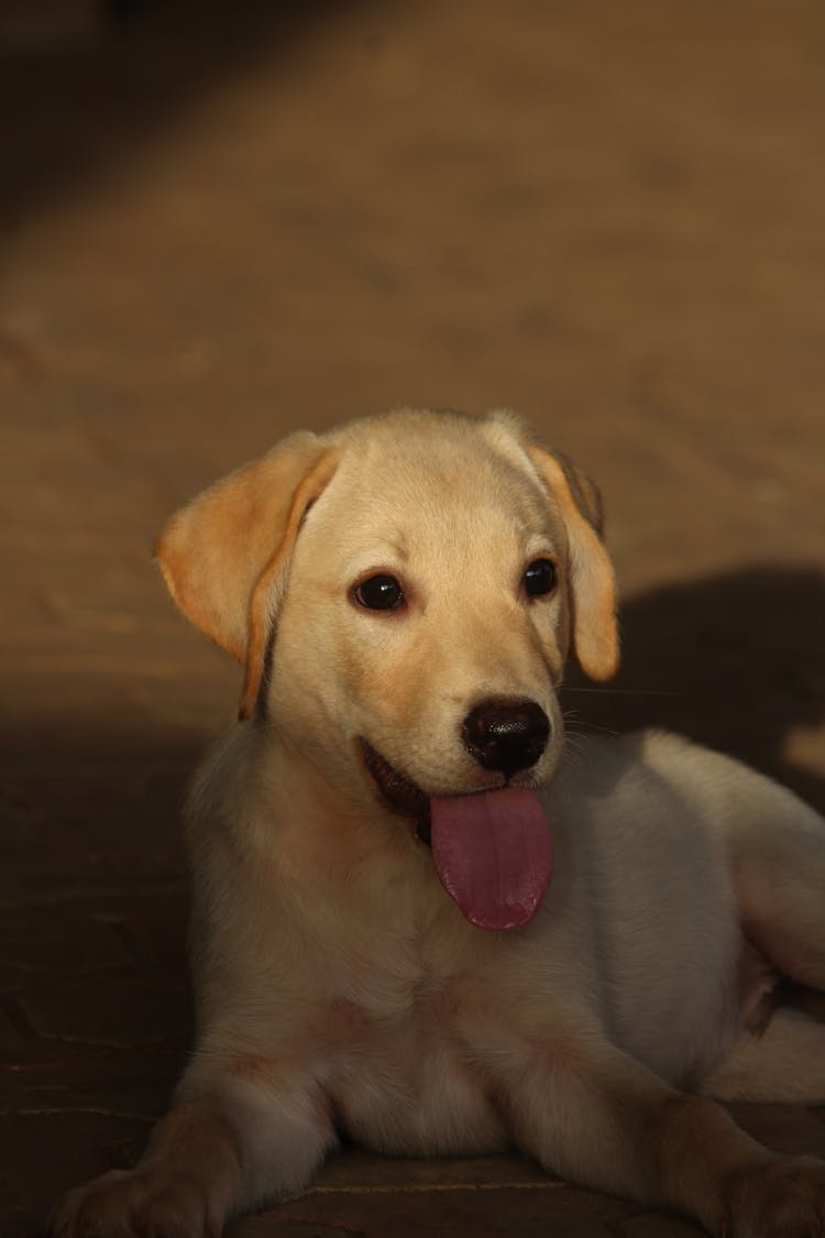 Close-Up Shot Of A Puppy