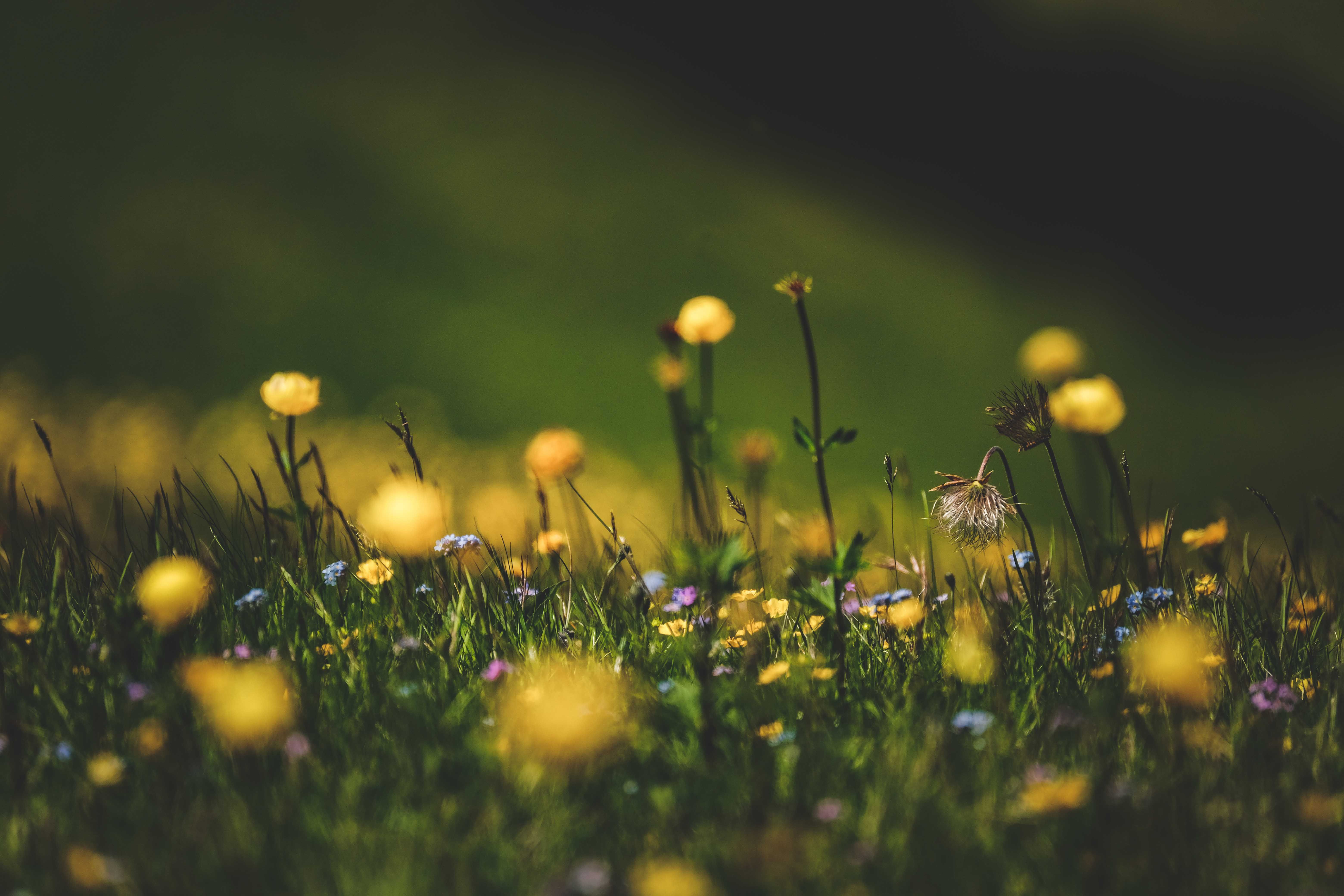 Wilde bloemen in een glazen vaas binnen.