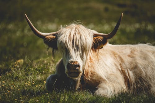 Cattle on Green Grass Field