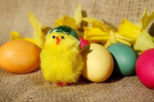 A Toy Chick beside Colorful Eggs