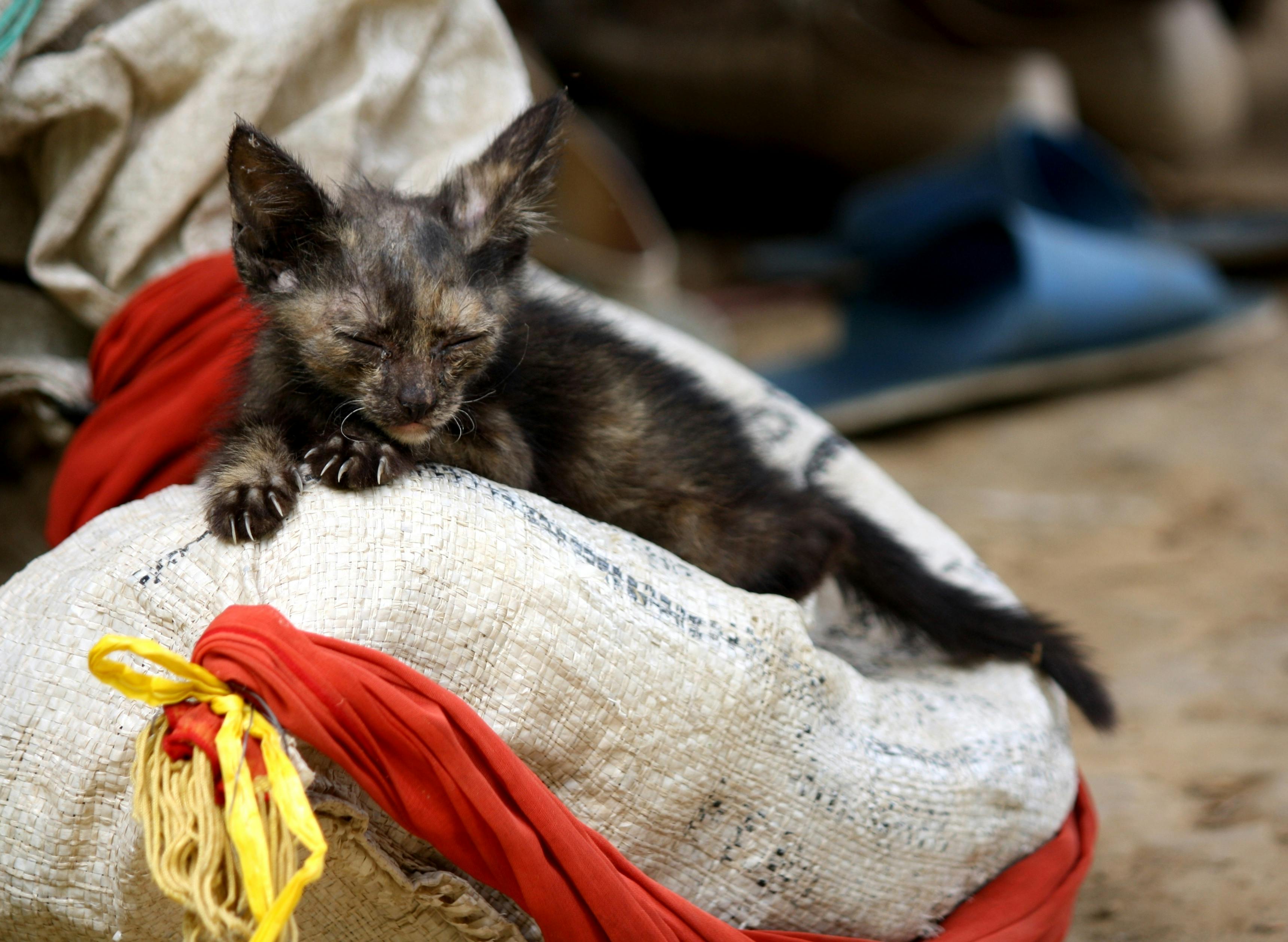 重庆担保公司如何用肇新智能文档比对识别扫描版担保函的重要变化