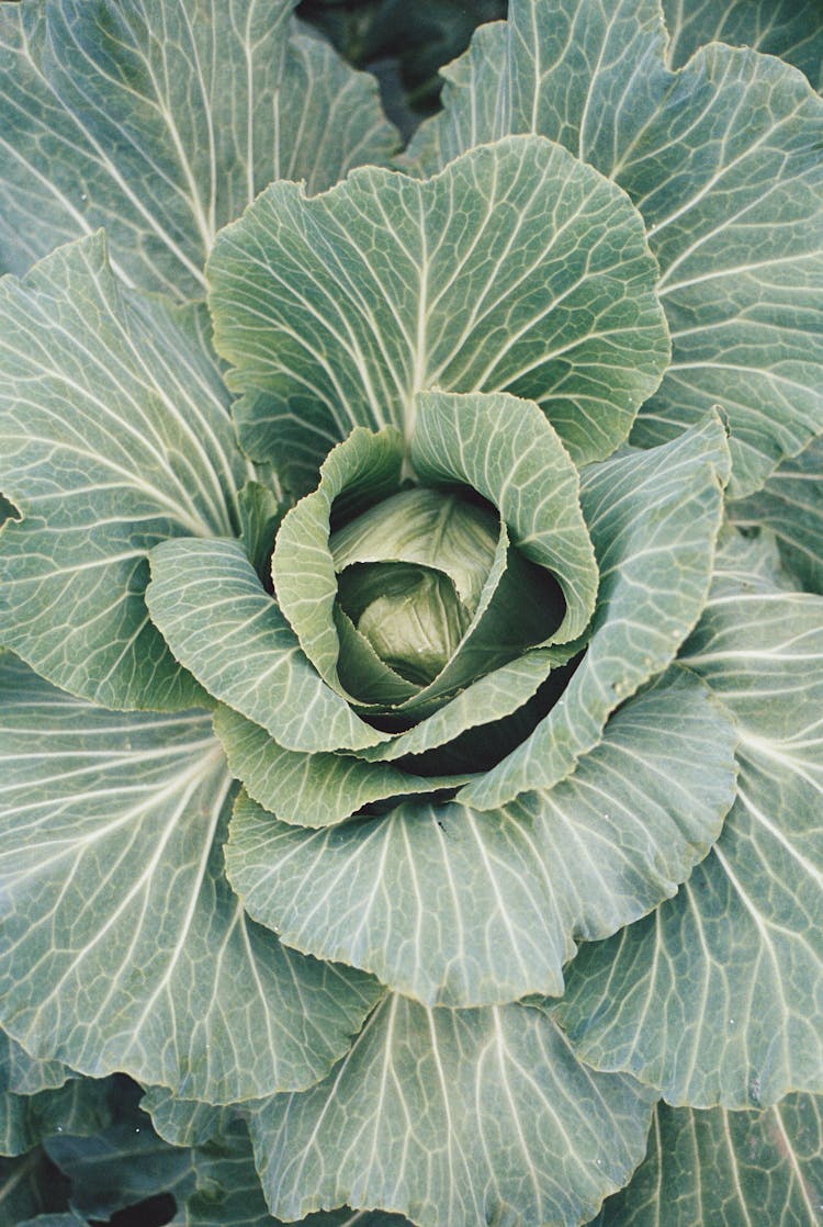 Photo Of A Mature Cabbage