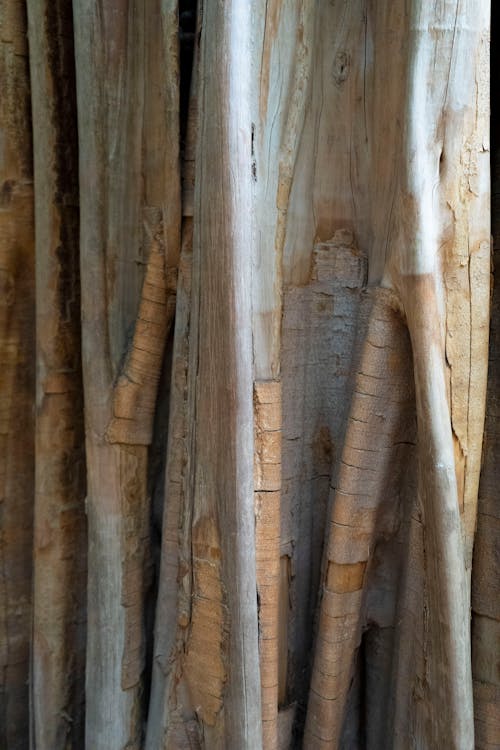 Foto d'estoc gratuïta de de fusta, escorça, estampat