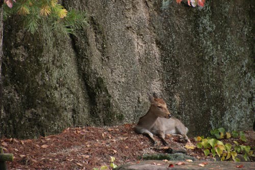 Free stock photo of deer