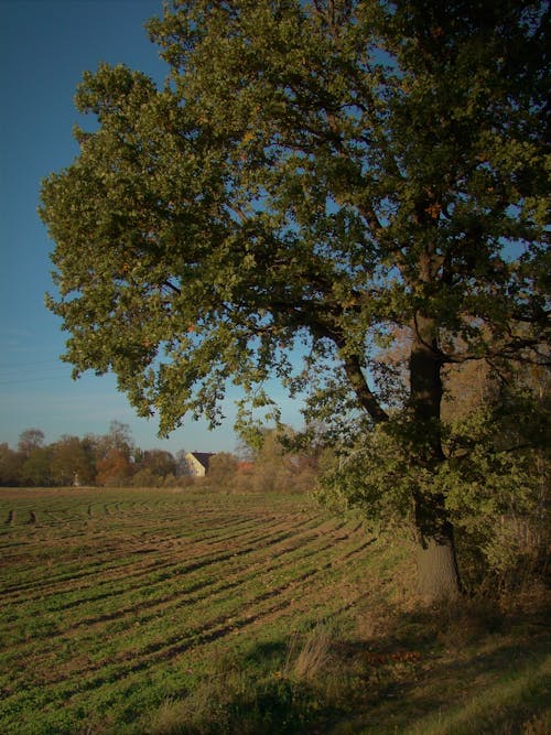 Бесплатное стоковое фото с вертикальный выстрел, дерево, за городом