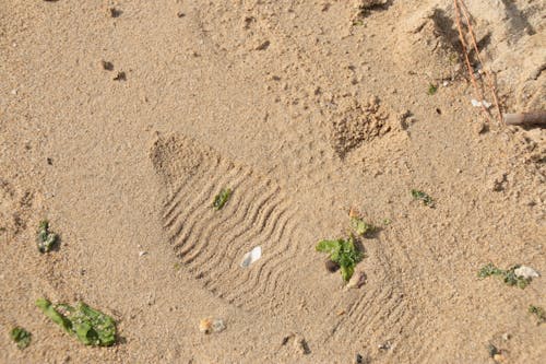 Free stock photo of beach, footprint, sand