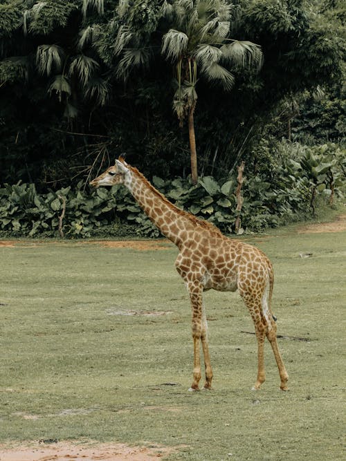 Giraffe Standing on Grass Field