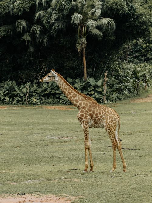 Free A solitary giraffe stands gracefully in a lush grass field, surrounded by tropical greenery. Stock Photo